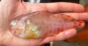 Tìm thấy “cá ốc sên” trong suốt cực hiếm nơi biển sâu