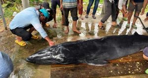 Cá ông nặng 300kg dạt vào bờ biển Trà Vinh