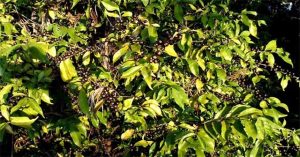 Phát hiện loài cà phê mới có quả màu đen kỳ lạ