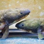 Giải mã cách động vật cổ đại chuyển đổi từ sống dưới nước sang trên cạn