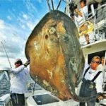 Bắt được “cá quái vật” 362kg