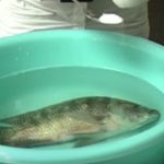 Chất bột lạ làm hồi sinh cá sắp chết