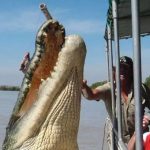Cá sấu dài 6m phi thân đớp mồi ở Australia