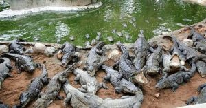 Hi hữu cá sấu chết thê thảm vì sốc… nhạc