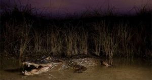 Florida loại bỏ thành công cá sấu xâm hại