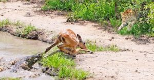 Thoát khỏi cá sấu, linh dương không ngờ “thần chết” đã rình sẵn trên bờ