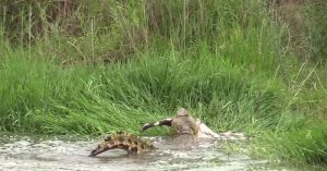 Cá sấu sông Nin trình diễn “độc chiêu” vặn hàm, xé toang con mồi