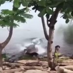 Cá sấu nhanh như chớp chồm lên đớp chết chó bên bờ sông