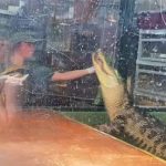 Cá sấu tấn công người huấn luyện trước sự chứng kiến của nhiều du khách
