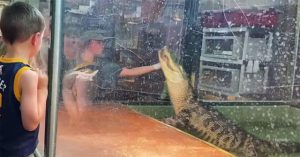 Cá sấu tấn công người huấn luyện trước sự chứng kiến của nhiều du khách