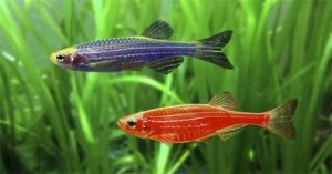 Cá phát sáng biến đổi gene rủ nhau trốn khỏi trang trại