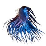 Vũ điệu rực rỡ của loài cá lia thia