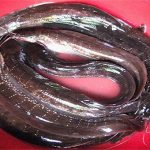 Không ngờ giữa bốn bề nước biển, Phú Quốc lại có loài cá trê độc, lạ