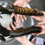 Bảo tồn và phát triển thành công loài cá trối quý hiếm