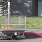 Các nhà khoa học huấn luyện cá vàng “lái xe” để lấy thức ăn