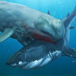 Cá voi cổ đại Melvillei – Cơn ác mộng của siêu cá mập Megalodon