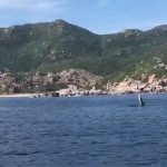Cá voi đang săn mồi xuất hiện ở Cam Ranh