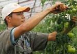 Bón phân hỗn hợp cho cà chua
