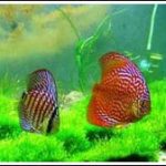 Cá cảnh khoe sắc