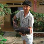 Đỡ đẻ cho cá hô