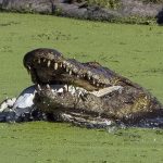 Cá sấu sông Nile nuốt chửng đồng loại không thương tiếc
