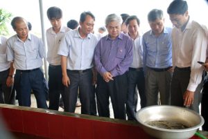 Sinh sản nhân tạo giống cá lăng chấm, cá anh vũ