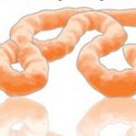 Cách virus Ebola tấn công cơ thể con người