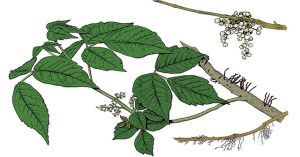 Cách để nhận biết đâu là loại cây có thể ăn được