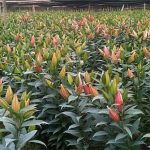 Cách trồng lại hoa ly sau Tết