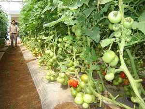 Giống cà chua ghép làm ra không đủ bán
