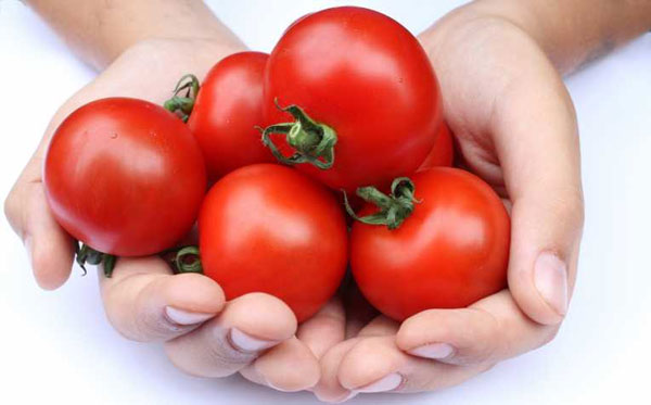 Cà chua ghép kháng bệnh