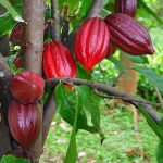 Người Maya dùng chocolate làm gia vị