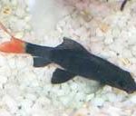Cá mập đuôi đỏ Labeo bicolor