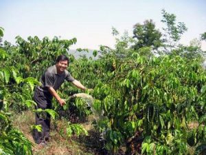 Trừ bệnh trên cà phê bằng chế phẩm sinh học
