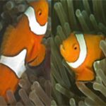 Vì sao cá hề Nemo tìm thấy đường về nhà?