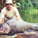 Nhân giống thành công cá hô có nguy cơ tuyệt chủng