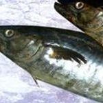 Bảo vệ sức khỏe với cá acid béo omega-3