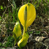 Những “hung thủ giết người” màu xanh