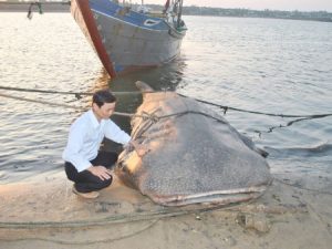 Bắt được cá “lạ” nặng hơn một tấn