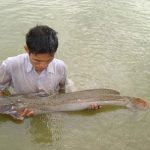 Sản xuất giống cá Lăng chấm bằng sinh sản nhân tạo