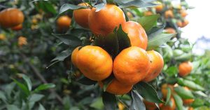 Cách chọn mua cam Canh tươi ngon cực đơn giản