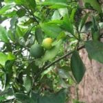 Phục tráng giống cam chanh đặc sản ở Ninh Giang
