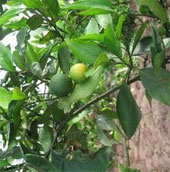 Phục tráng giống cam chanh đặc sản ở Ninh Giang