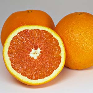 Trồng cam Cara cara chất lượng cao ở đất đồi núi