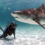 Cá mập báo Galeocerdo cuvieri