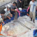 Bắt được cá Mặt trăng “khủng” nặng hơn 1,2 tạ