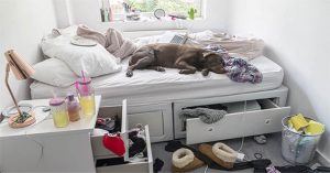 Vì sao bạn không thể ngửi được “mùi” của chính nhà mình?