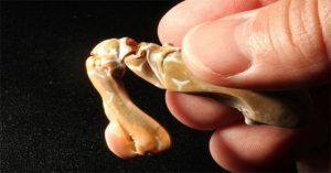 Ngỡ tưởng chỉ để hấp bia, con bề bề lại là tương lai của thiết kế công nghiệp bền vững
