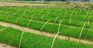 Trung Quốc phát triển giống lúa lai kỳ lạ: Gieo trồng một lần thu hoạch trong nhiều năm