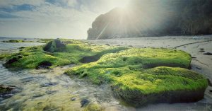 Vẻ đẹp mê hoặc lòng người của “cánh đồng rêu” ở Lý Sơn